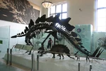 A skeleton of Stegosaurus at the American Museum of Natural History