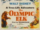 The Olympic Elk