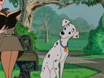 Perdita curious about Pongo