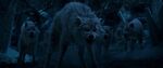 Wolves