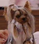 Bimini.jpg (8 KB) Bimini (Beverly Hills Chihuahua 2)