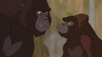 Kala arguing with Kerchak over his bigotry