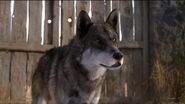 Wolf (Air Buddies)