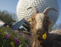 Goat Puppet Epcot