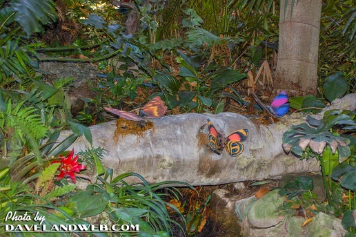 Jungle Cruise (Disneyland) - Butterflies