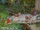 Butterflies (Jungle Cruise)