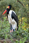 Saddle-billed stork