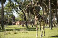 Giraffe AK Lodge 01