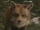 Fox (Narnia)