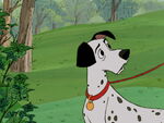 Pongo notices Roger