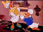 Donald pleading daisy