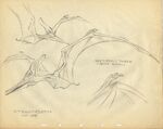 Pteranodon drawing 1