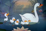 No longer an Ugly Duckling, the Little Swan swims along with his real mother and siblings...