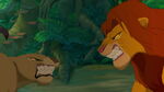 Simba ferociously attacks a lioness