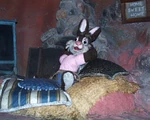 Brer rabbit splash.jpg (312 KB)