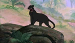 Bagheera gives up