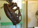 A skull of an Allosaurus from the American Museum of Natural History