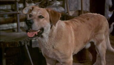 Old-yeller-disneyscreencaps.com-1300