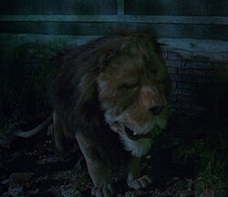 Cowardly Lion Return to Oz