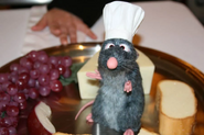 Remy at Chefs de France at EPCOT