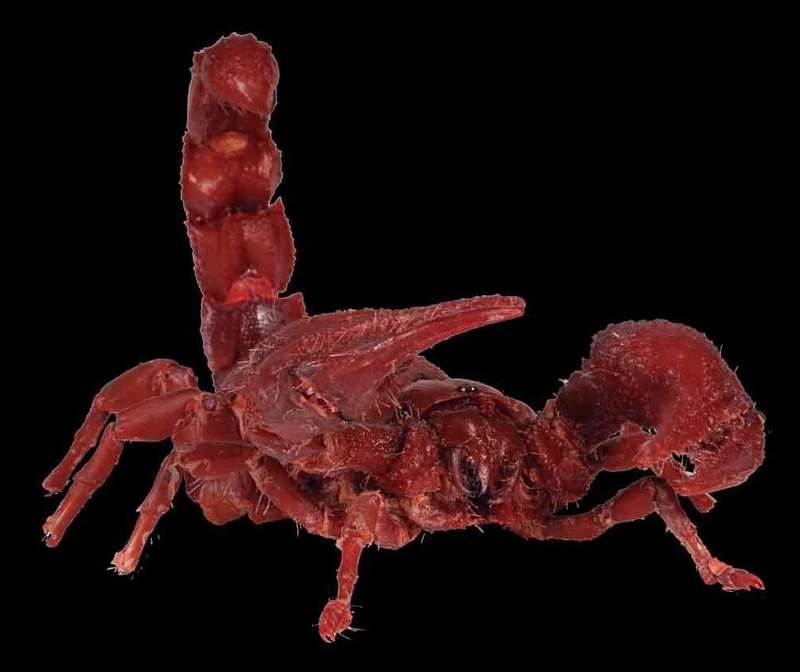 The Scorpion