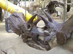 T. rex skeleton seen in the background