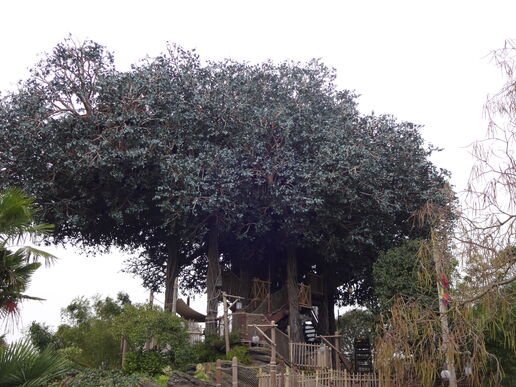 La Cabane des Robinson