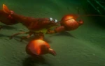 New England Lobster (Finding Nemo)