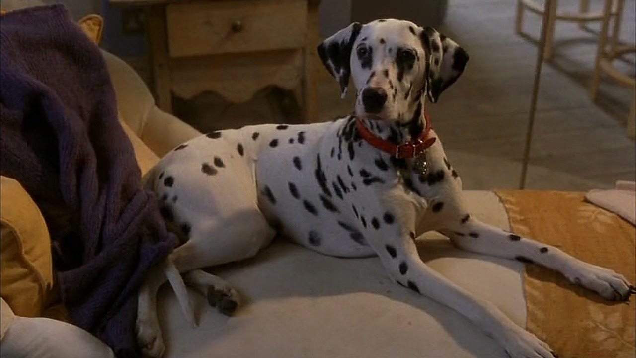 102 sales dalmatians dogs