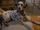 Dottie (102 Dalmatians)