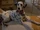 Dottie (102 Dalmatians)