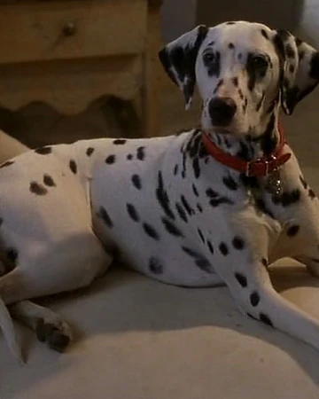 oddball dalmatian
