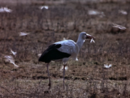 43. White Stork