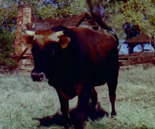 Song of the South - Bull