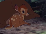 Baby Bambi wakes up