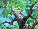 Old Lady Squirrel runs up the tree with Merlin barking at her