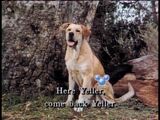 Old Yeller (song)