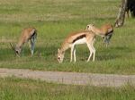 Thomson's gazelles