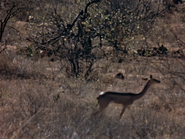 Gerenuk (Litocranius walleri)