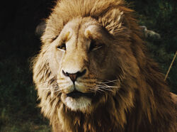 Aslan, Disney Wiki