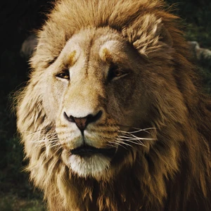 The Chronicles Of Narnia The Lion The Witch And The Wardrobe Disney Wiki Fandom