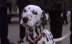 Perdita 1996 101 Dalmatians