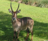 Waterbuck