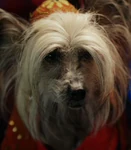 Char 65231.jpg (19 KB) Zelda (Spooky Buddies)