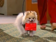 Ivana in Het hotelleven van Zack en Cody