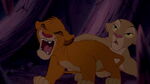 Simba ferociously roars at the hyenas