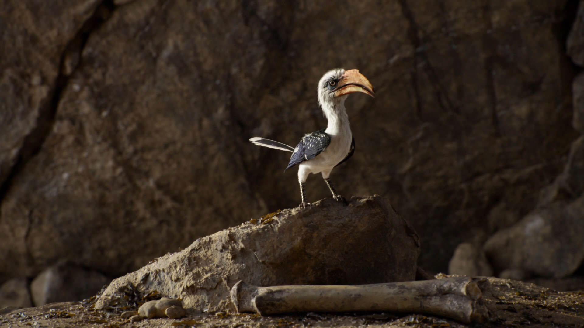 Zazu | Disney Wiki | Fandom