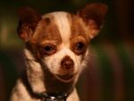 Papi Jr. (Beverly Hills Chihuahua 2)