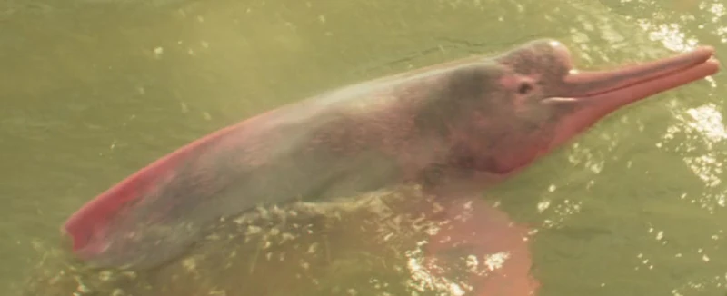 River Dolphins