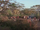 Morogo's Village